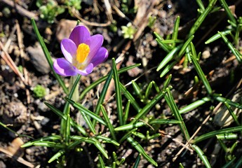 A single  Crocus sativus or saffron growing on the ground, Winter in Georgia USA.