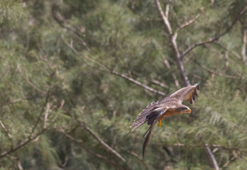 Yellow billed Kite, South Africa