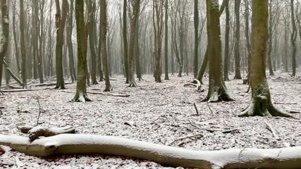 Winter view in a Beech trees forest with dramatic shapes in a misty and snowy forest during a cold winter day - Powered by Adobe