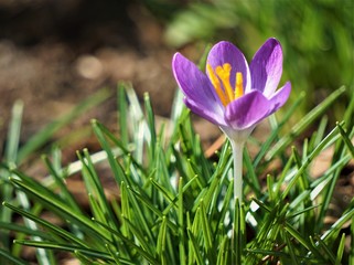 A single  Crocus sativus or saffron growing on the ground, Winter in Georgia USA.