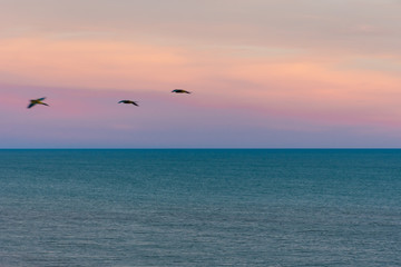 Fototapeta na wymiar Birds in freedom, sea, blue, purple.