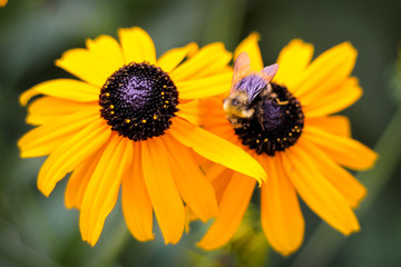 bee on yellow flower