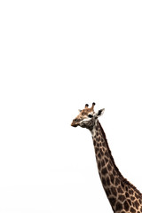 A giraffe fine art portrait
