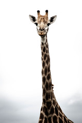 Naklejka premium fine art portrait of a giraffe