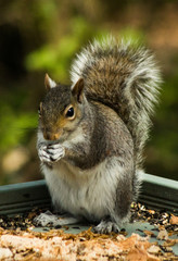 Gray Squirrel feeding 