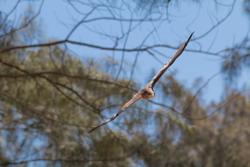 Yellow billed Kite, South Africa
