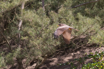 Yellow billed Kite, South Africa