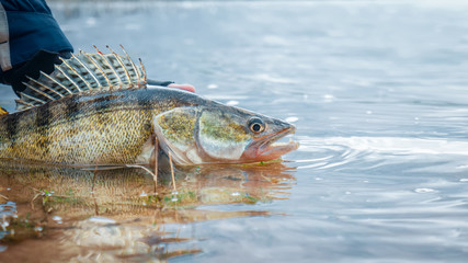 Fisherman releases the caught zander. Fishing, catch and release.