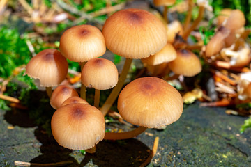Macro closeup of mushrooms in the forest 