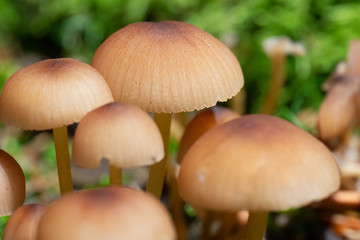 Macro closeup of mushrooms in the forest 