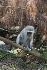 Obraz premium Vervet monkey at Cape Vidal in iSimangaliso wetland park, South Africa