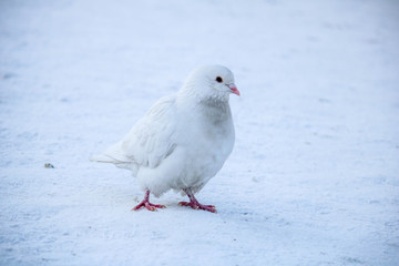 Pigeons in the city, birds