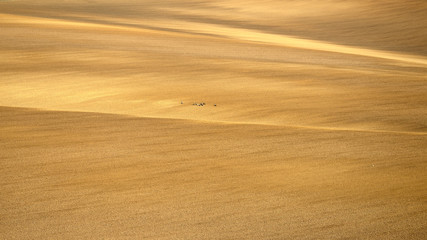 Rolling hill of Moravia in Czech republic , green fields in spring time 