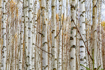 Obraz premium Birch forest. White tree trunks in autumn
