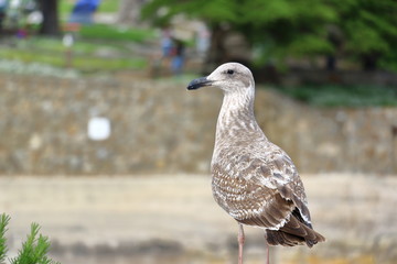 Seagull