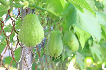 Chayote
