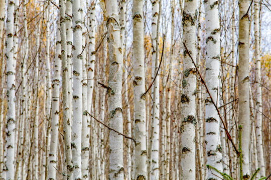 Birch forest. White tree trunks in autumn