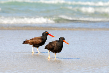 Austernfischer am Strand
