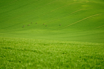 Rolling hill of Moravia in Czech republic , green fields in spring time 