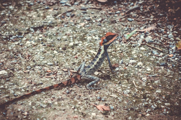 Crested Lizard in jungle, Khao Sok, Thailand