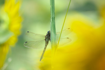 ムギワラトンボ