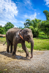 Naklejka na ściany i meble Baby elephant in protected park, Chiang Mai, Thailand