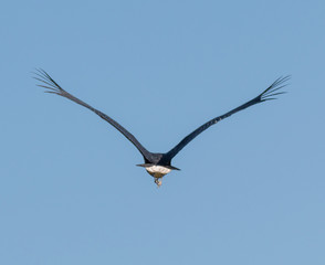 Woolly necked stork, South Africa