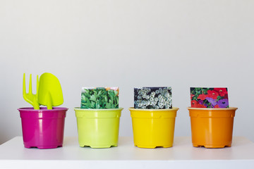 Fototapeta na wymiar four brightly colored cups with the seeds and tools for planting