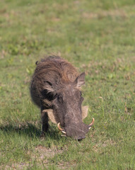 Warthog in the meadow, South Africa