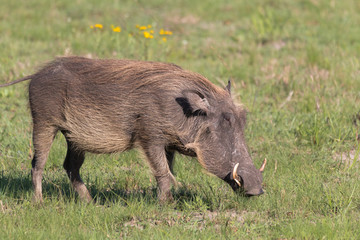 Warthog in the meadow, South Africa