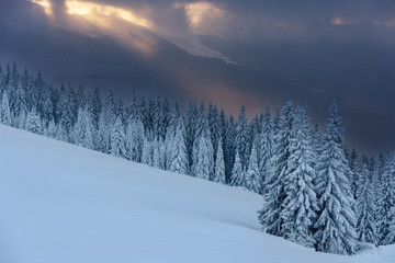 Obraz premium Winter, active holidays in the Carpathian Mountains with picturesque huts and plenty of snow.