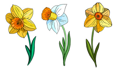 Set of multicolor Narcissus.