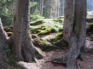 Fir tree forest landscape in summer . South Tyrol, Italy