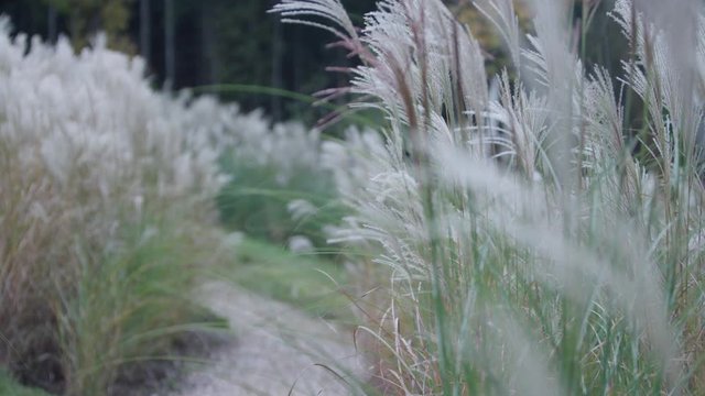 american pampas grass - amerikatisches pampasgras oder Schilf 4k PRORES Footage
