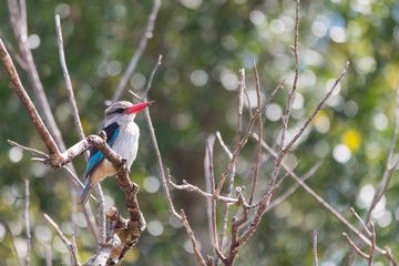 Brown hooded Kingfisher in a tree, South Africa