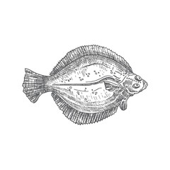 Flounder Hand Drawn Vector Illustration. Abstract Flat Fish Sketch. Engraving Style Drawing.