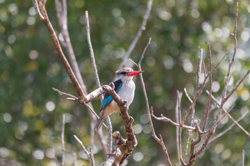 Brown hooded Kingfisher in a tree, South Africa