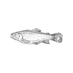 Salmon Hand Drawn Vector Illustration. Abstract Fish Sketch. Engraving Style Drawing.
