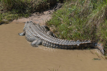 Crocodile at the shore of the river, South Africa