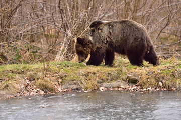 Obraz na płótnie Canvas brown bear in the forest of Romania , wildlife in Carpathian 