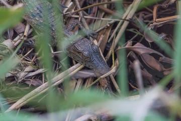 Crocodile at the shore of the river, South Africa