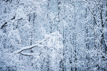Branches of forest trees under snow