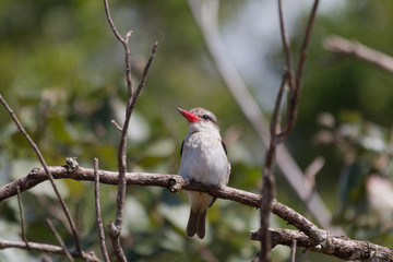Brown hooded Kingfisher in a tree, South Africa