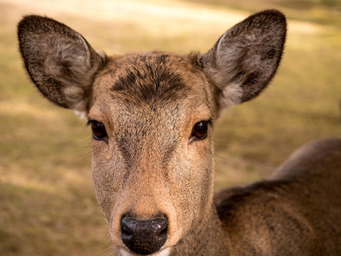 Sika deer at Nara Park