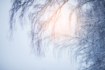 Branches under the snow