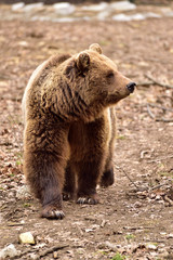 brown bear portrait