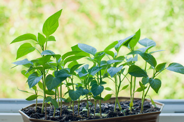 Pepper stems. Fresh green sprouts growing in flower pot on window
