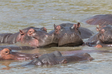 Hippopotamus in the river, South Africa
