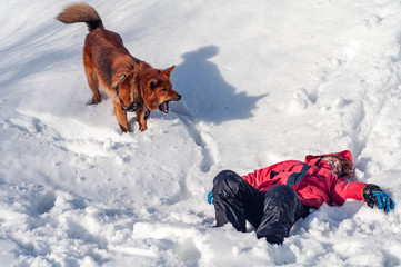 A lifeguard dog found the boy unconscious in the snowy mountains. Rescue dog. Helping those lost in...