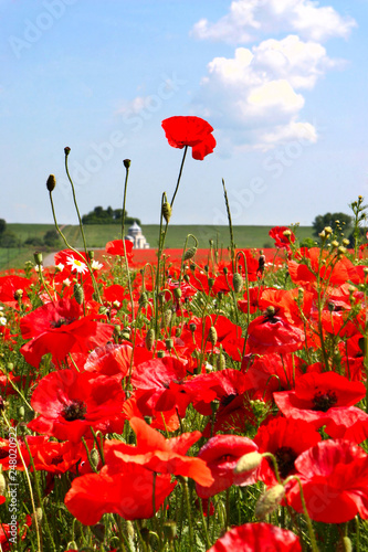 Flowers The Red Poppies Bloom On A Wild Field Beautiful Red